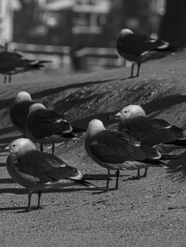 Birds of a Feather