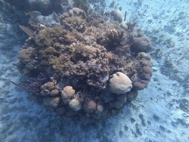 Coral Adventure