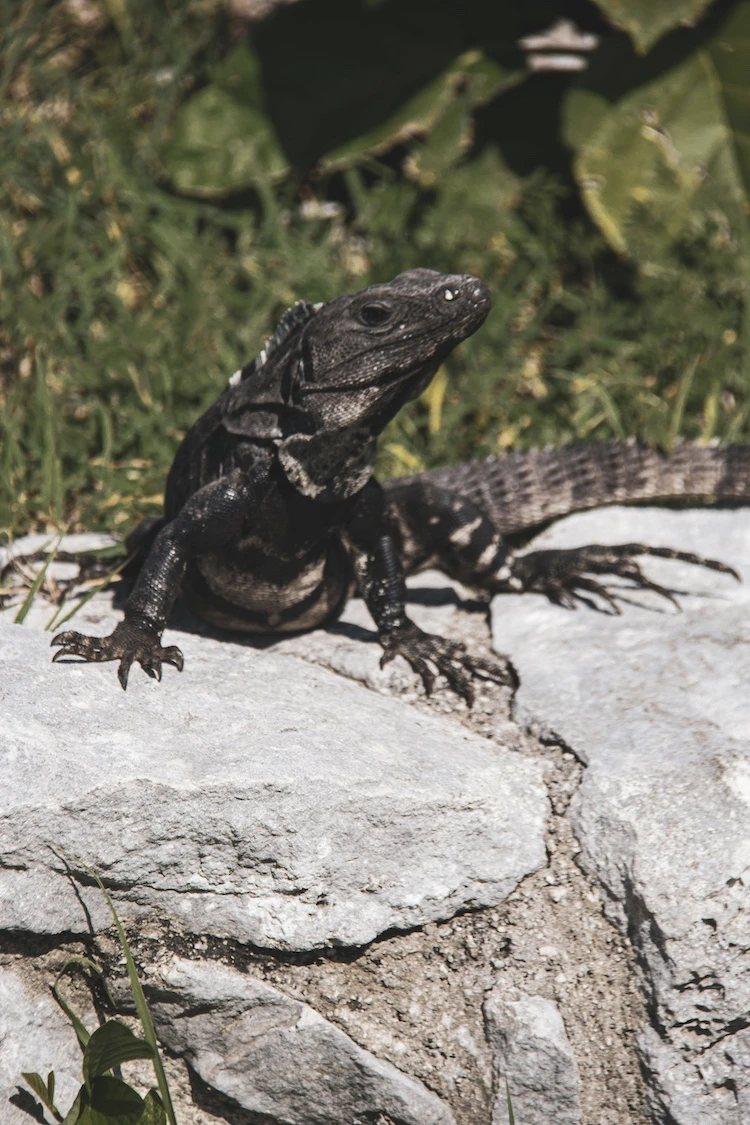 Iguana Sun Bath