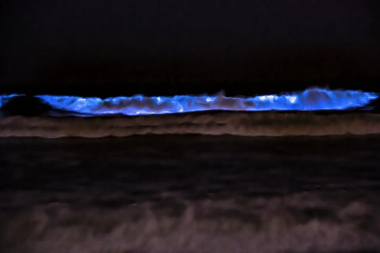 Ilumated Ocean