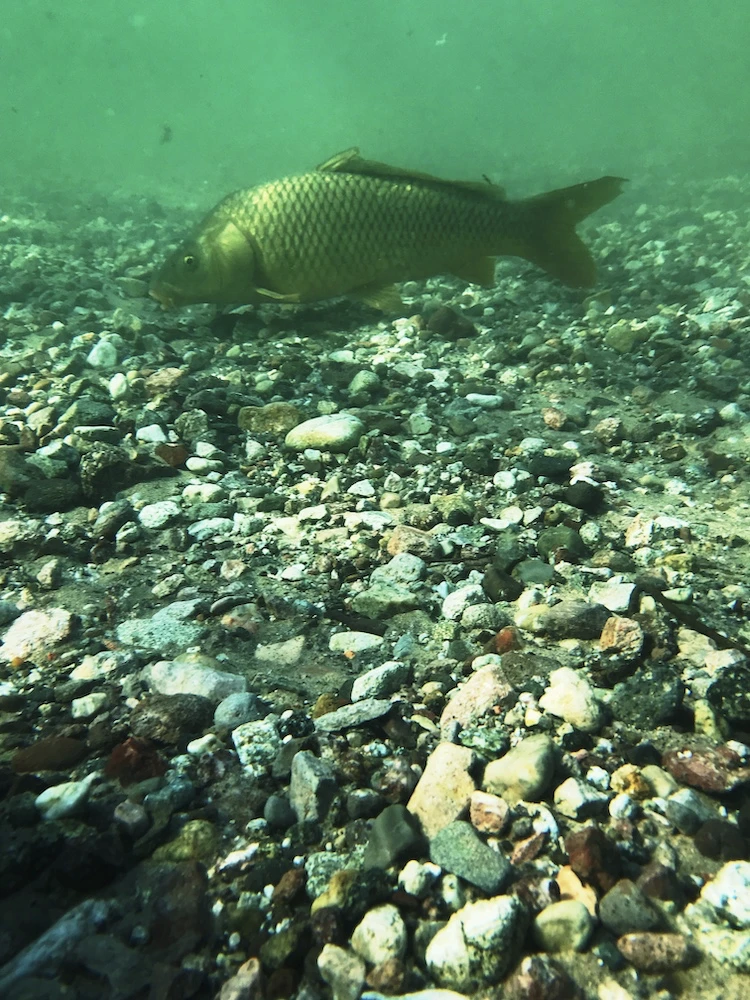 Lake Creature