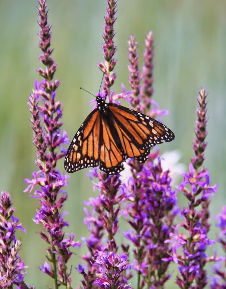 Mariposa Amor