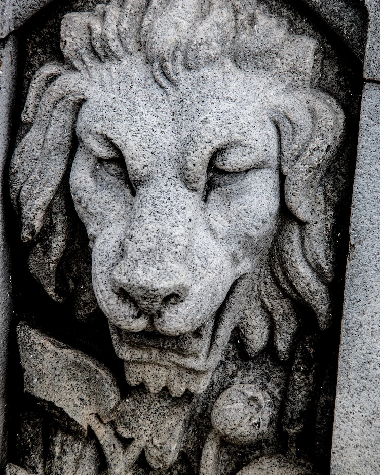 Rasta Lion