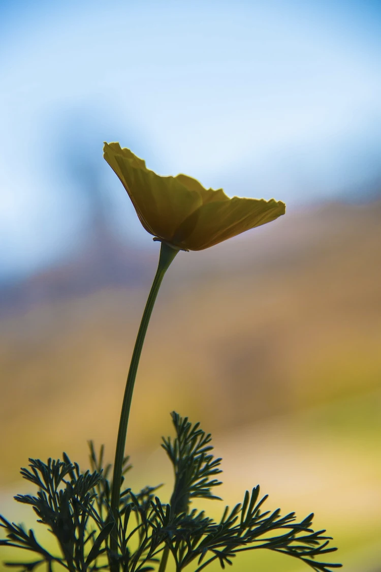 Smell the Flowers