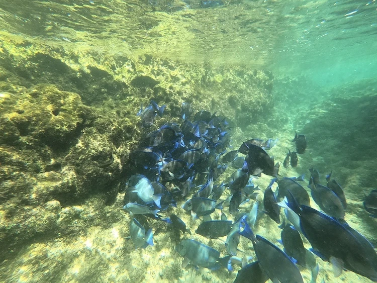 Swims with Fishes