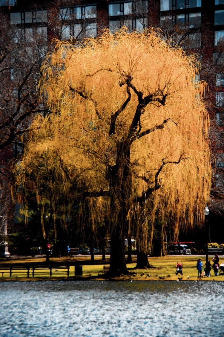 The Chang in Seasons