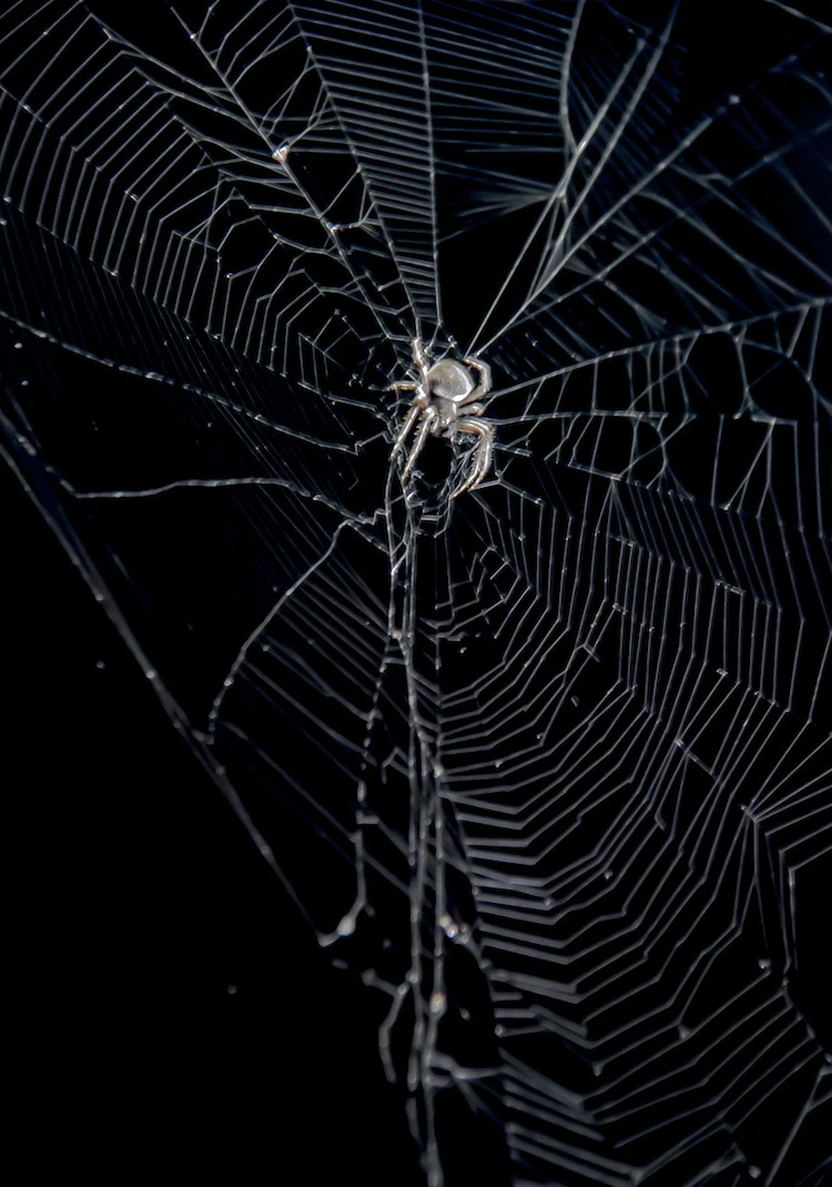 Web of Life