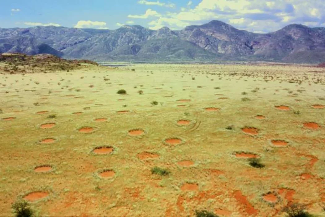 Fairy Circles: Puzzling Patterns Across Continents
